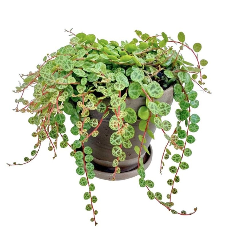 Peperomia prostrata