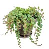 Peperomia prostrata
