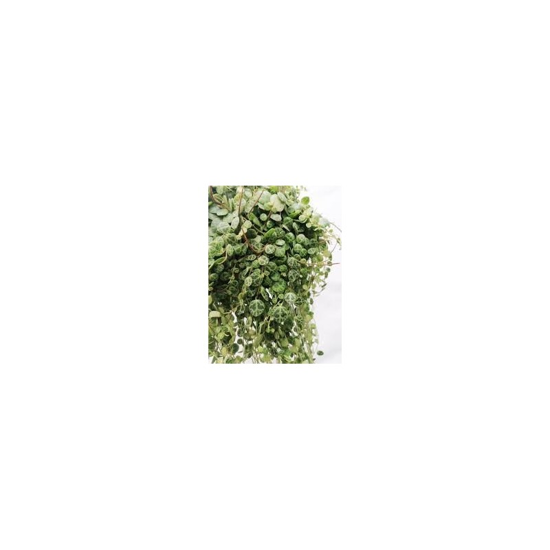 Peperomia prostrata