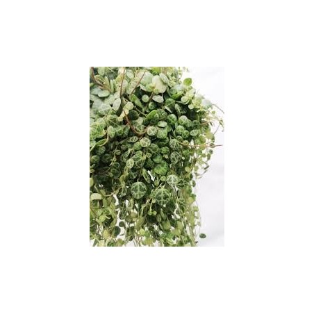 Peperomia prostrata