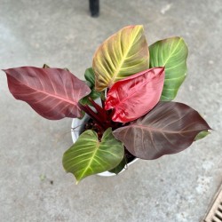 Philodendron cherry red