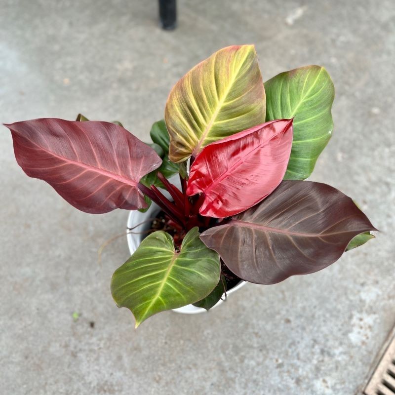 Philodendron cherry red