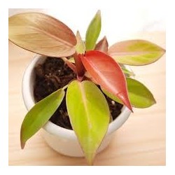 Philodendron cherry red