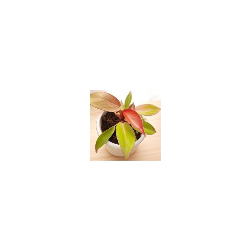 Philodendron cherry red