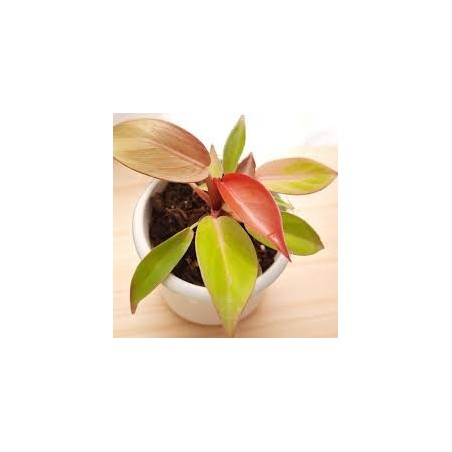 Philodendron cherry red