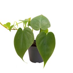 Philodendron scandens