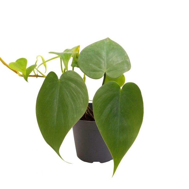 Philodendron scandens