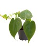 Philodendron scandens