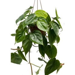 Philodendron scandens