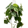 Philodendron scandens