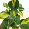 Philodendron scandens brazil