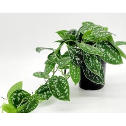 Philodendron scandens pictus