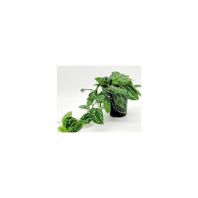 Philodendron scandens pictus
