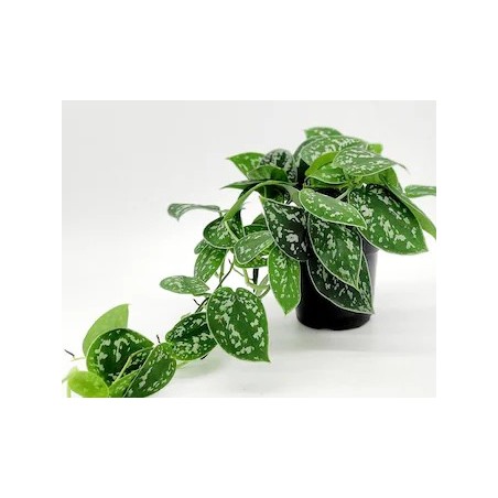 Philodendron scandens pictus