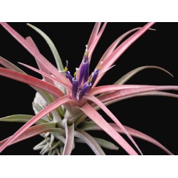 Tillandsia capitata peach