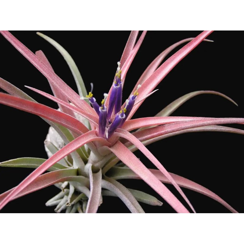 Tillandsia capitata peach