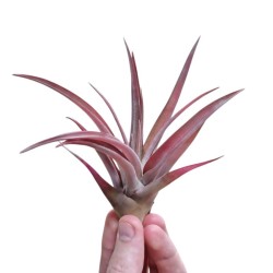 Tillandsia capitata peach