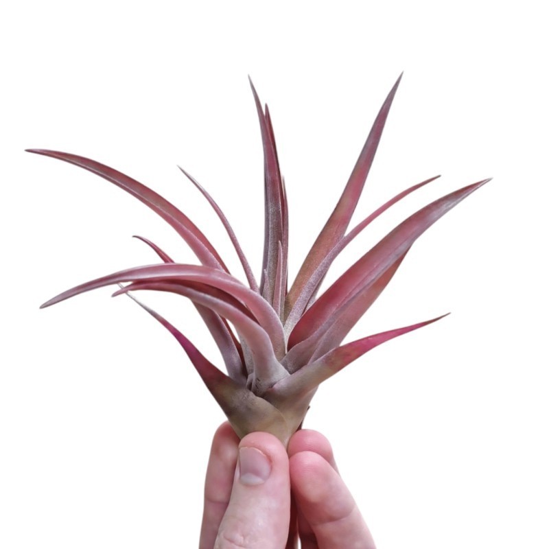 Tillandsia capitata peach