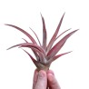 Tillandsia capitata peach