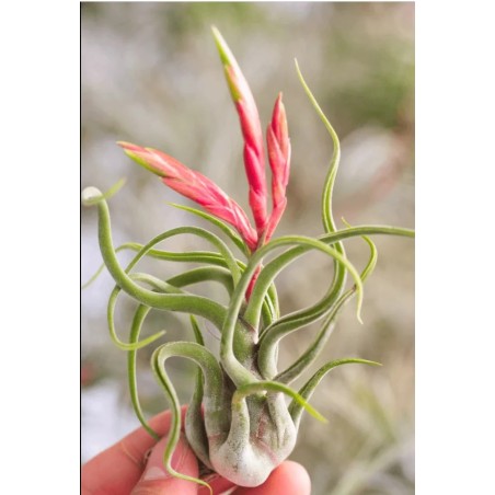 Tillandsia caput medusae