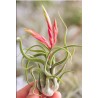 Tillandsia caput medusae