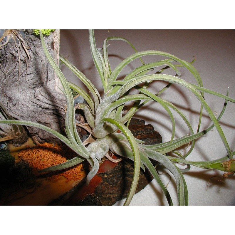 Tillandsia caput medusae