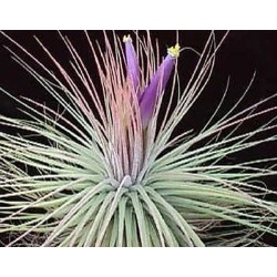 Tillandsia magnusiana