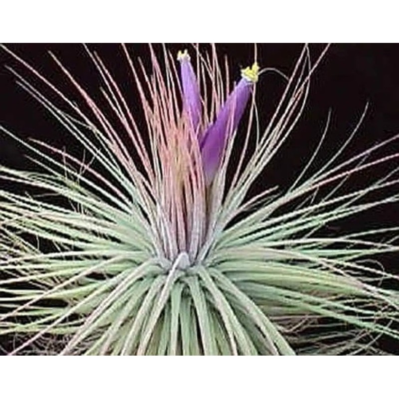 Tillandsia magnusiana