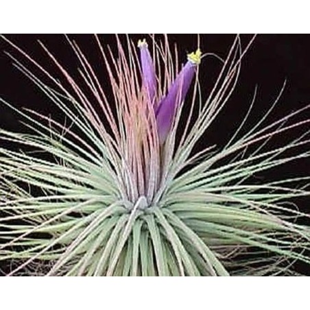 Tillandsia magnusiana