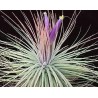 Tillandsia magnusiana
