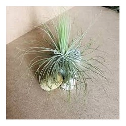 Tillandsia magnusiana