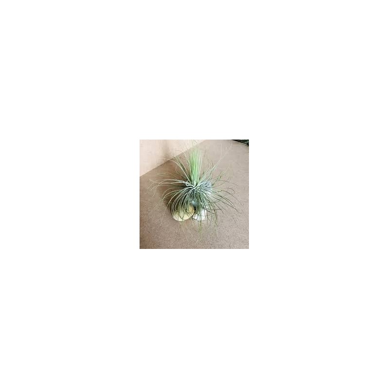 Tillandsia magnusiana