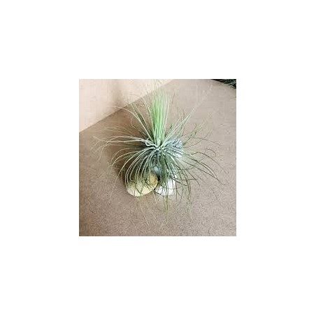 Tillandsia magnusiana