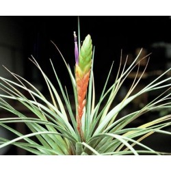 Tillandsia melanocrater tricolor