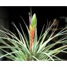 Tillandsia melanocrater tricolor
