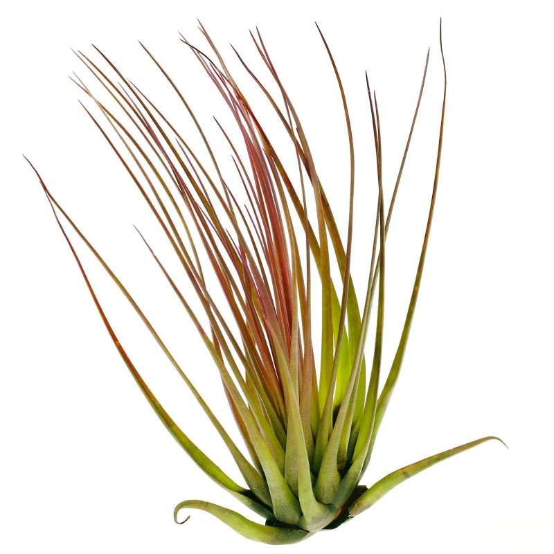Tillandsia melanocrater tricolor
