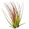 Tillandsia melanocrater tricolor