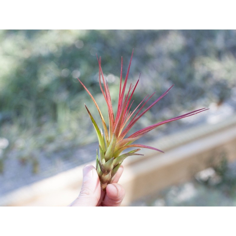 Tillandsia melanocrater tricolor