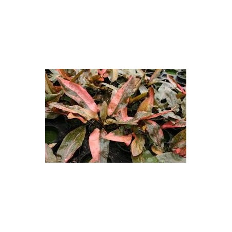 Cryptocoryne florida sunset