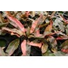 Cryptocoryne florida sunset