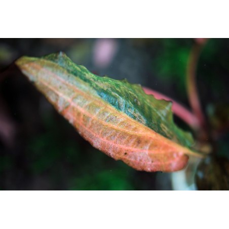 Cryptocoryne florida sunset