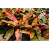 Cryptocoryne florida sunset