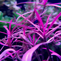 Hygrophila lancea chai
