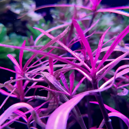 Hygrophila lancea chai