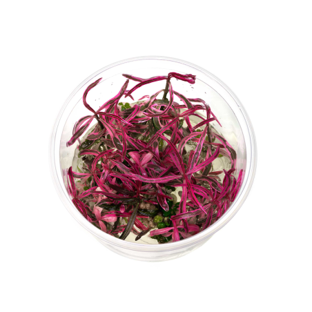 Hygrophila lancea chai