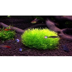 Fondo allofano Facilplant