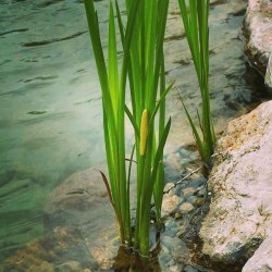 Acorus calamus