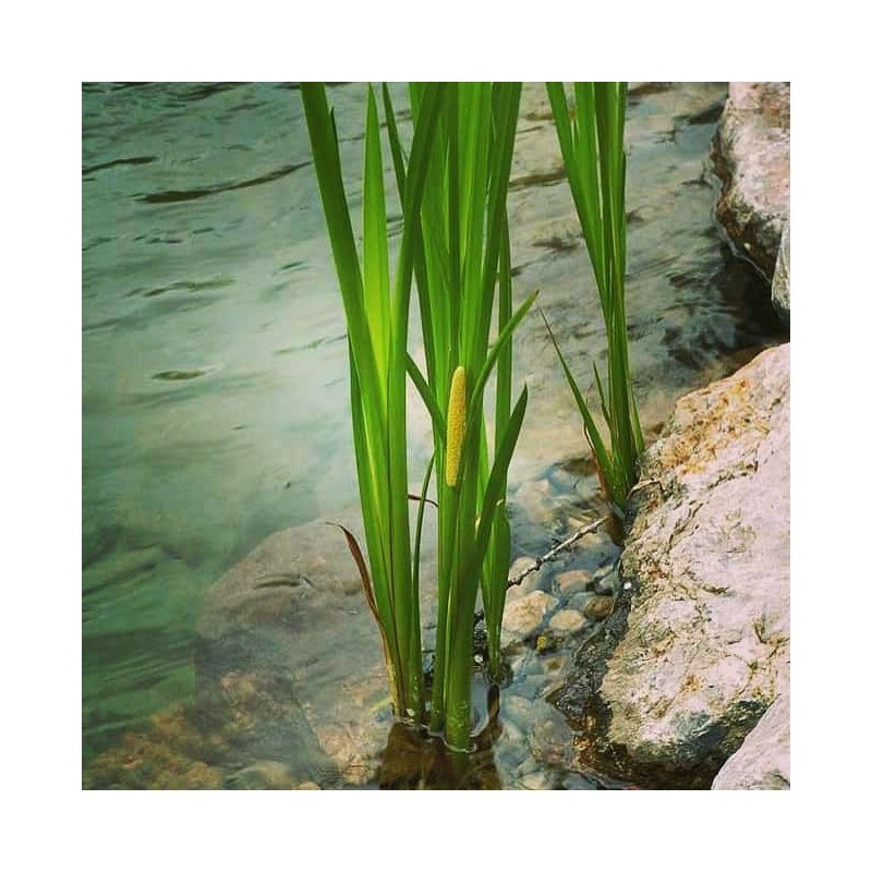 Acorus calamus