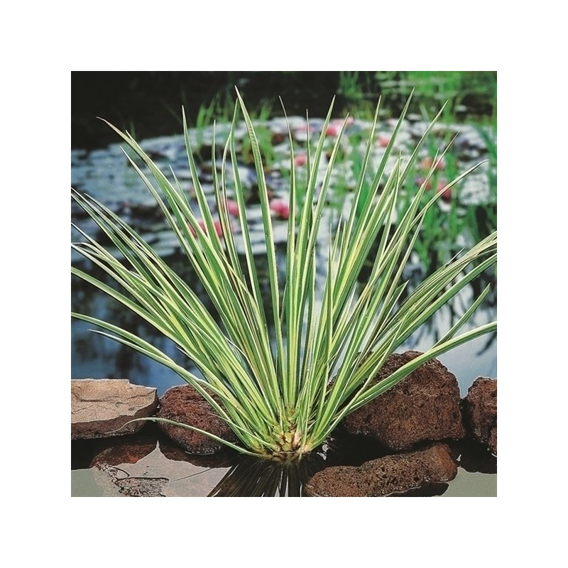 Acorus calamus gramineus