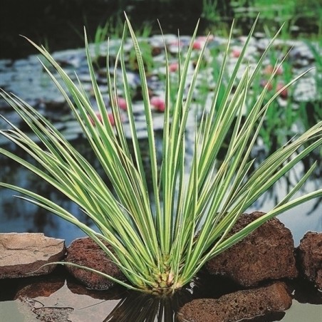 Acorus calamus gramineus